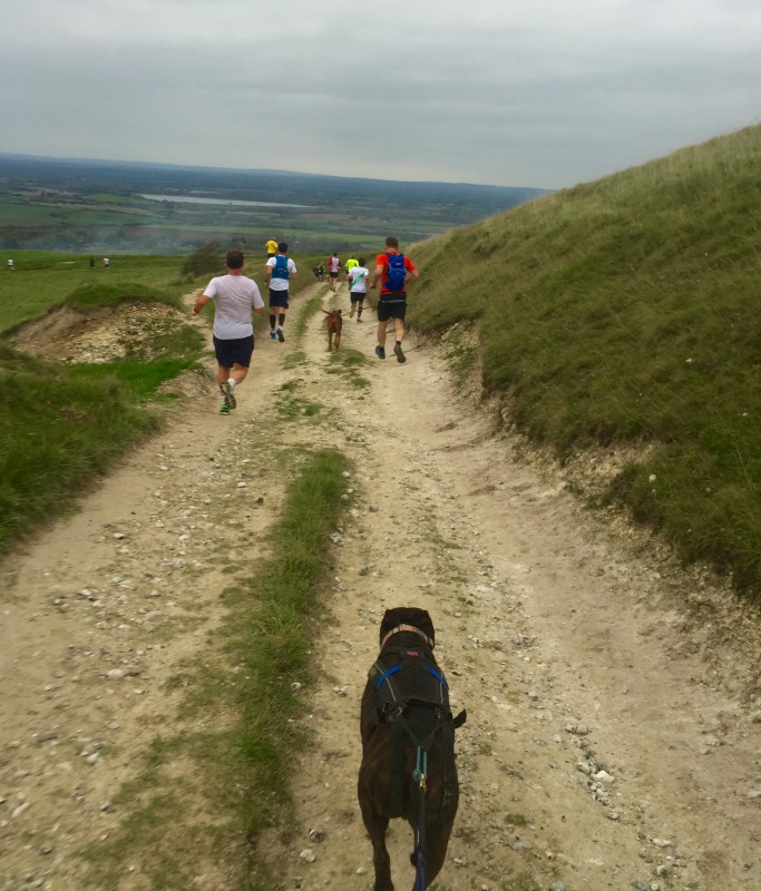 Canicrossers running down a stoney path
