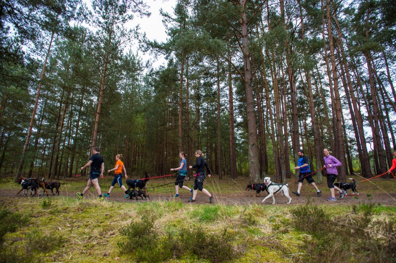 A large group of Canicrossers walking through the forest