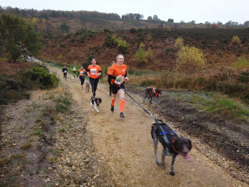 Dog running at Brutal Long Valley