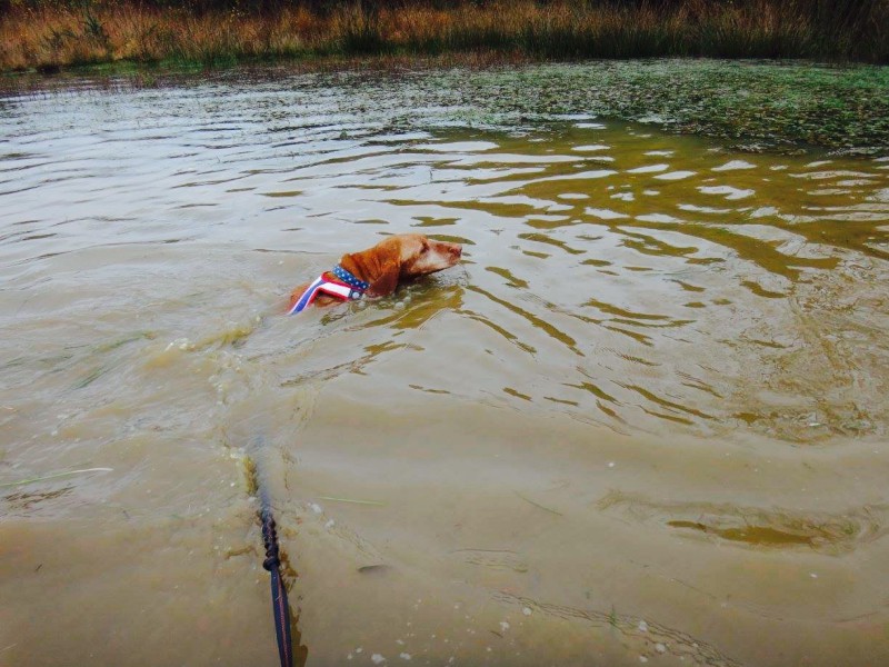 Canicross dog swimming Brutal 10km