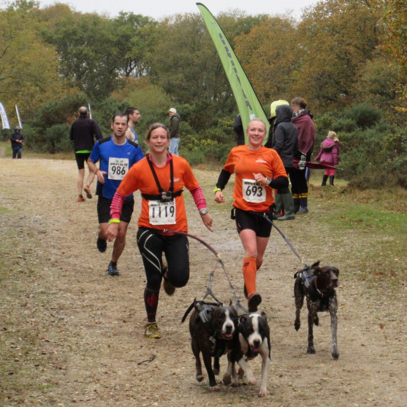 Canicross dogs at Brutal10, Long Valley, 2015