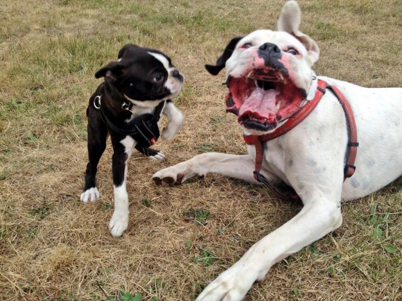 A puppy Boston Terrier playing with a Boxer