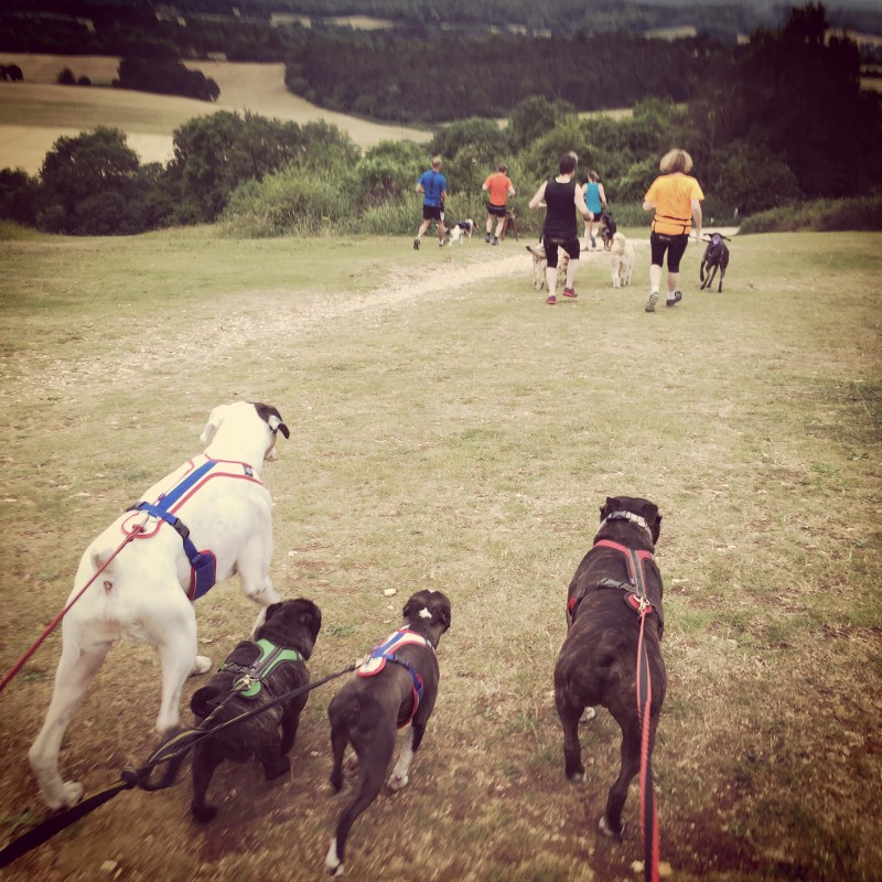 Four Canicross dogs going down hill with other canicrossers in the distance