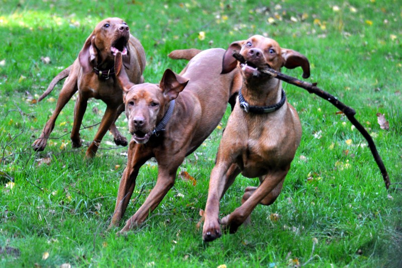 Hank having down time from canicross with his Vizsla buddies :-)