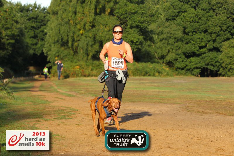 Vizsla rescue doing canicross