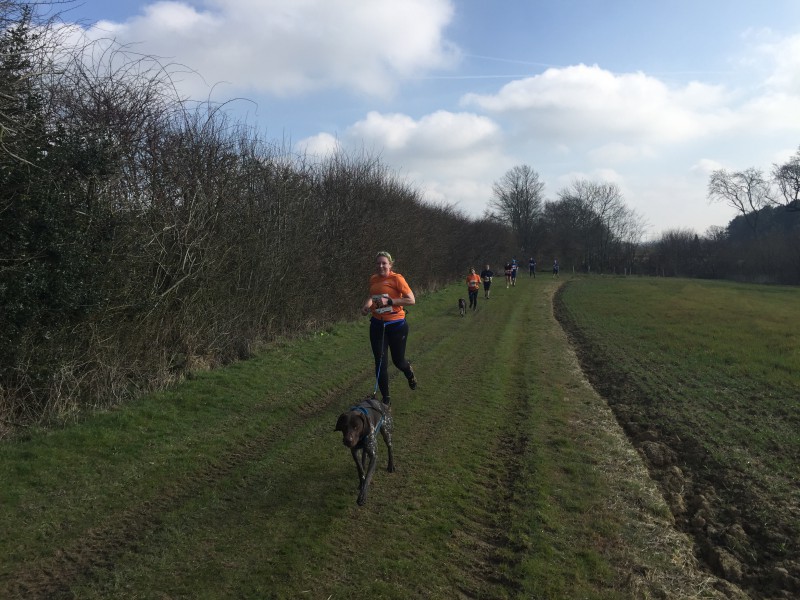 A group of Canicrossers running through a green field