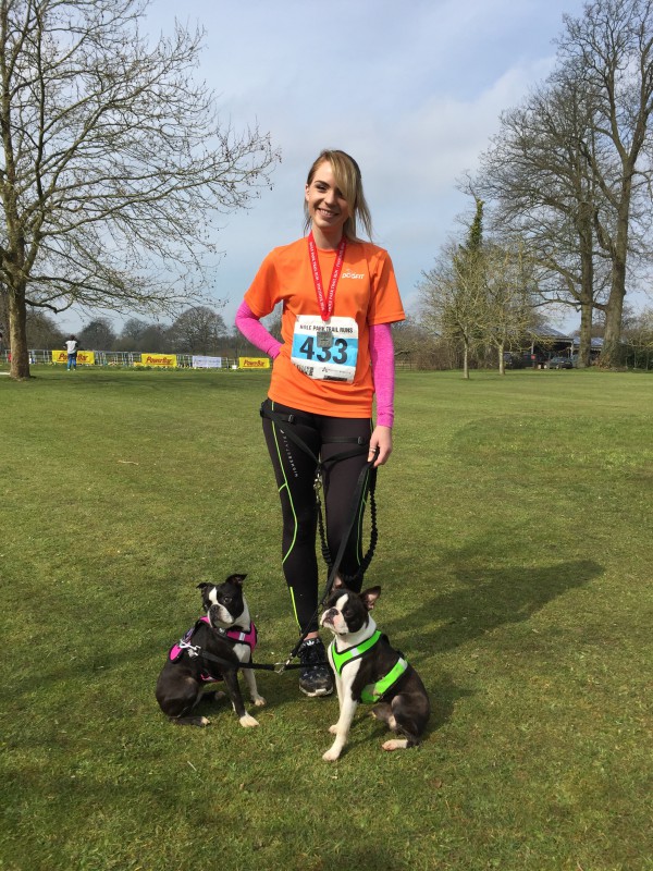 A lady standing with two Boston Terriers in Canicross kit