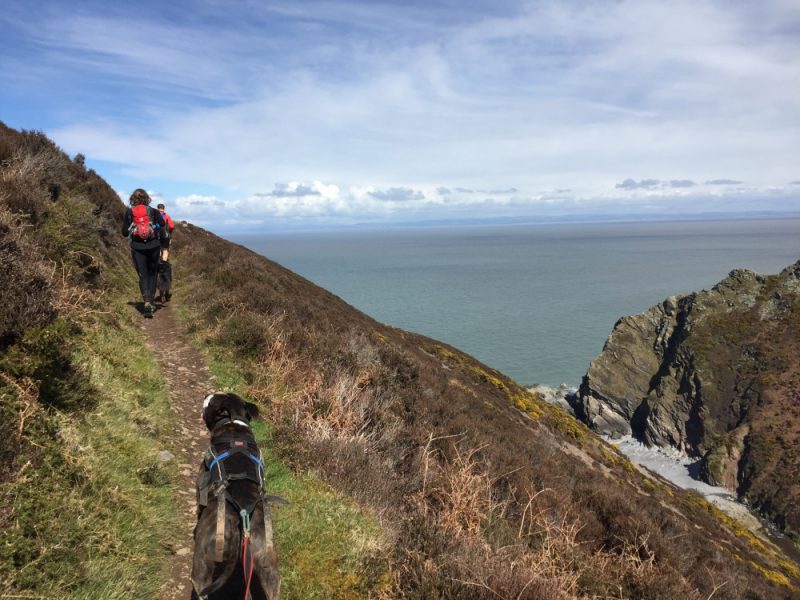 Canicrossers going along a narrow path on the cliff edge. 