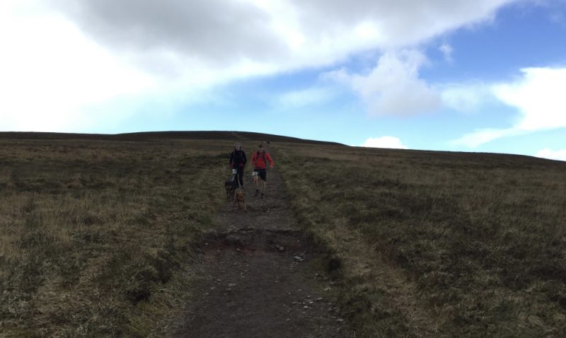 Canicrossers coming down a grassy hill in Exmoor with clouds and blue sky