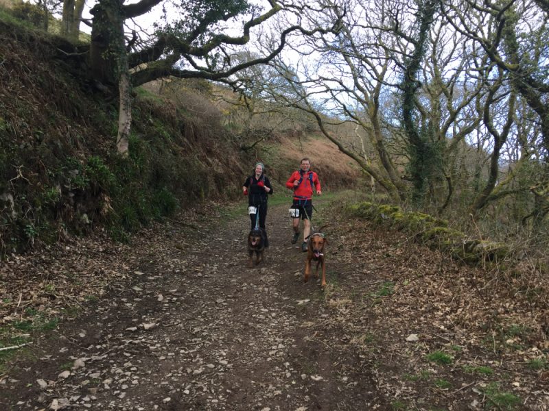 Two happy Canicrossers coming down a wide path in the woods