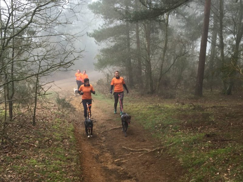 A group of four Canicrosser in orange Dogfit tops running though the woods in the mist