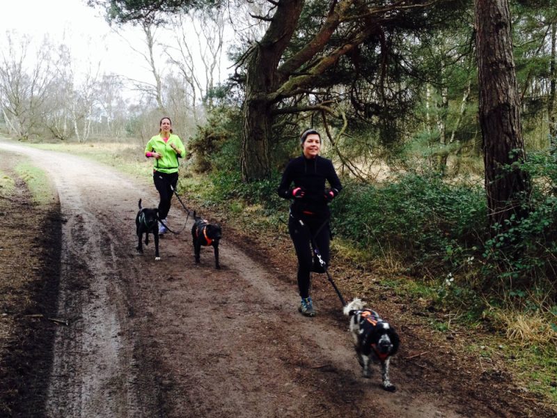 two canicrosser running along a muddy path