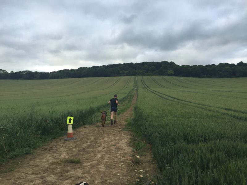 A canicrosser running up a hill to Newlands Corner through a field of wheat