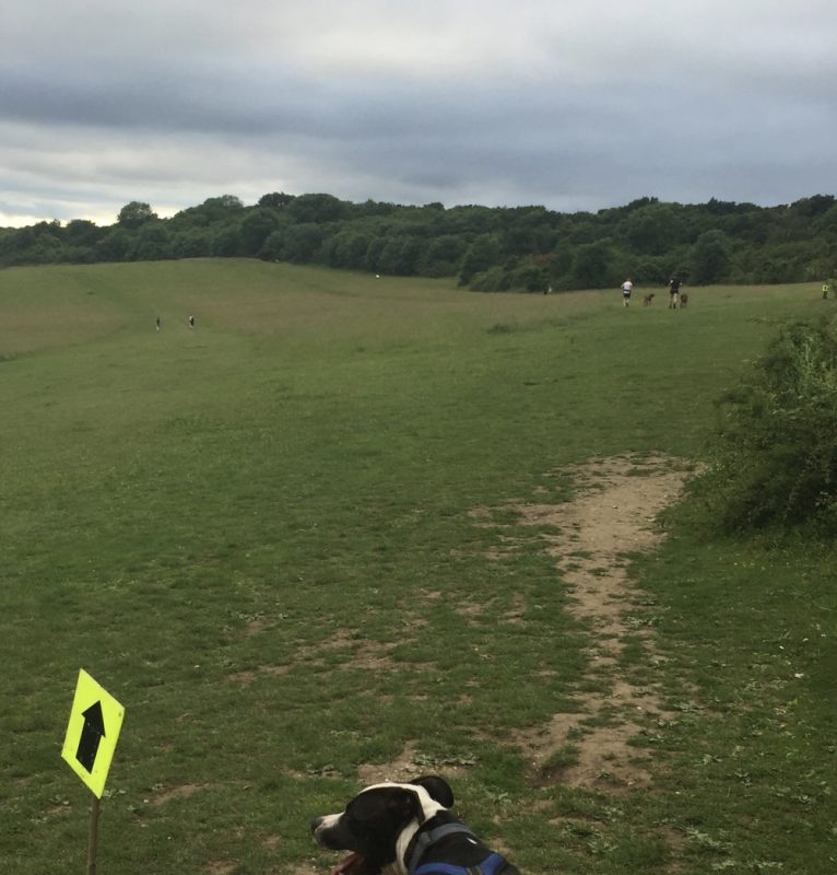 Canicrossers on Newlands Corner in a green open field with trees lining the right hand side