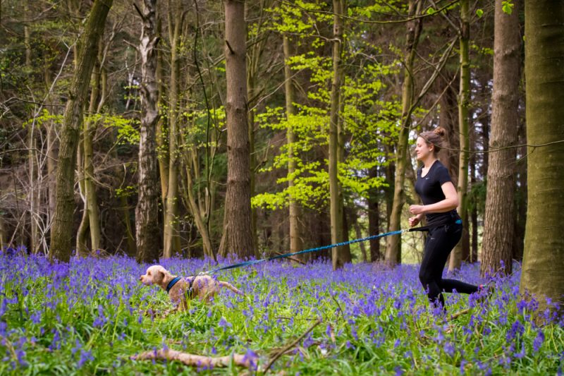 A woman Canicrossing through the bluebells with her Cockapoo