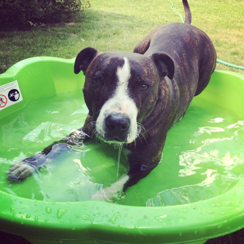 A brindle and white Staffordshire Bull Terrier lying in a green paddling pool