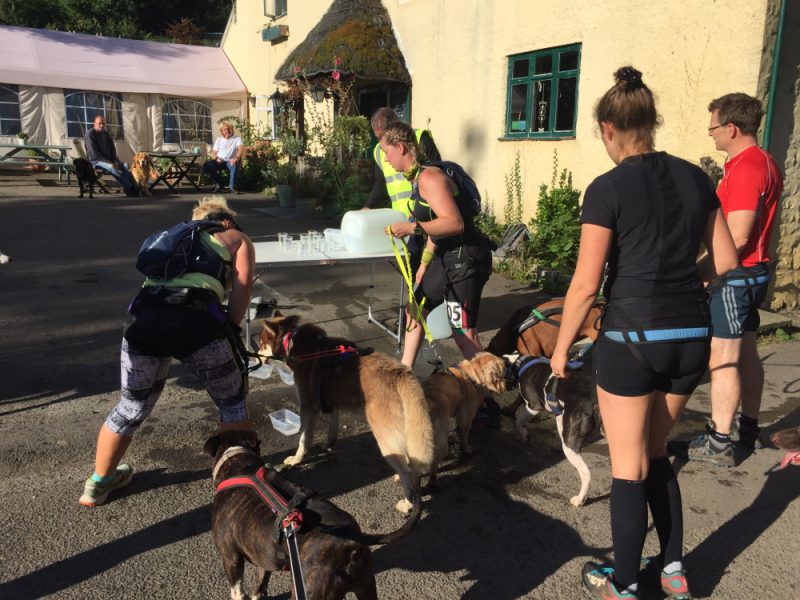 Canicrossers stopping for water 