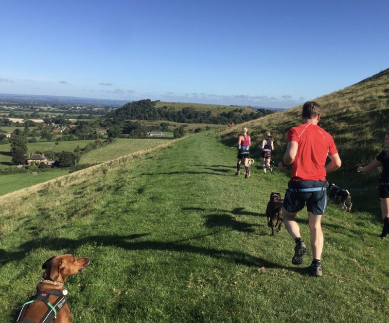 Canicrossers running along a hillside with a view of green fields, trees and houses in the distance
