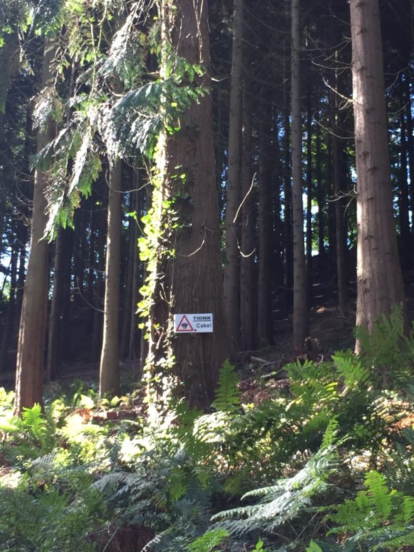 A photo of big fir trees with a sign that reads 'Think Cake!'