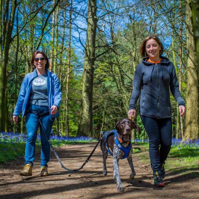 Two woman Canitrekking with their dog through the bluebells