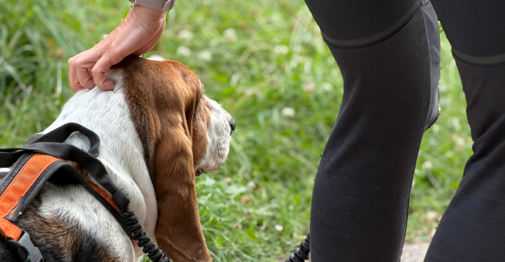Womans hand petting dog